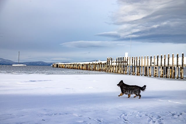 Free download snow dog lake winter nature pet free picture to be edited with GIMP free online image editor