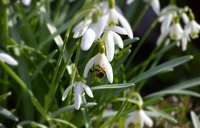 Free download snowdrop bee insect white flowers free picture to be edited with GIMP free online image editor