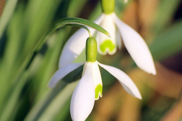 Free download snowdrop blossoms close up free picture to be edited with GIMP free online image editor