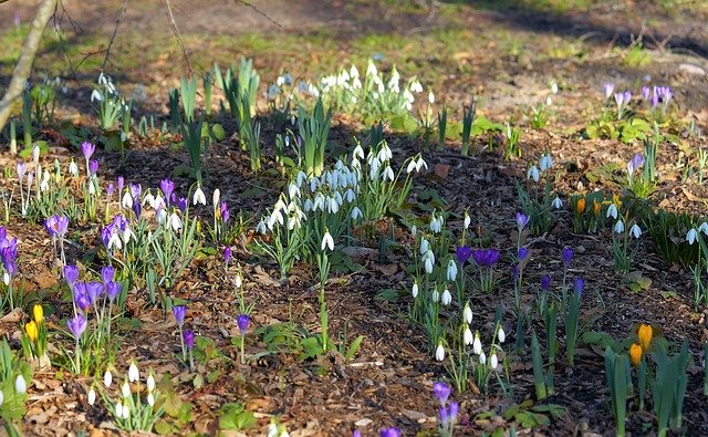 Free download Snowdrop Crocus February -  free photo or picture to be edited with GIMP online image editor