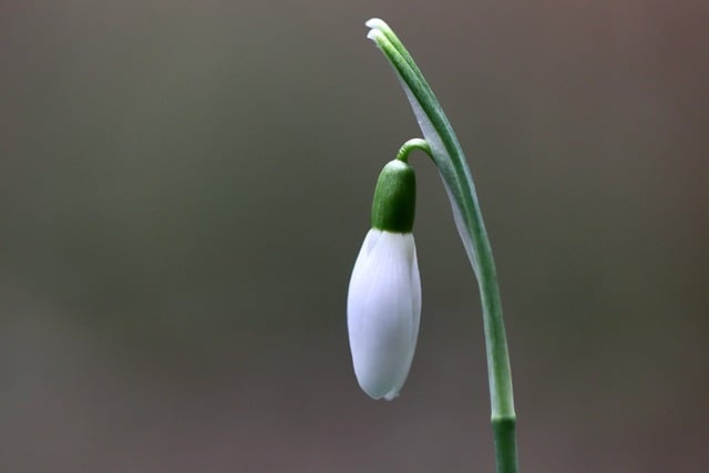 Free download snowdrop early bloomer galanthus free picture to be edited with GIMP free online image editor