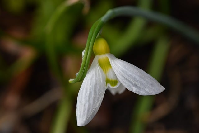 Free download snowdrop flower petals free picture to be edited with GIMP free online image editor