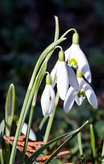 Free download Snowdrop Flower Plant Spring -  free photo or picture to be edited with GIMP online image editor