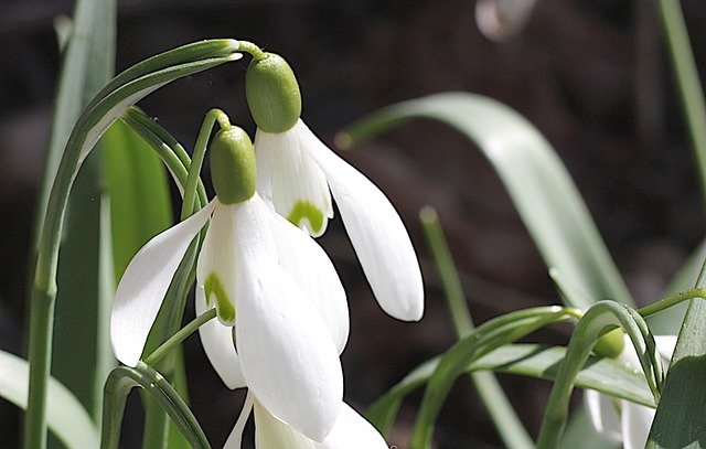 Free download Snowdrop Flower Spring -  free photo or picture to be edited with GIMP online image editor