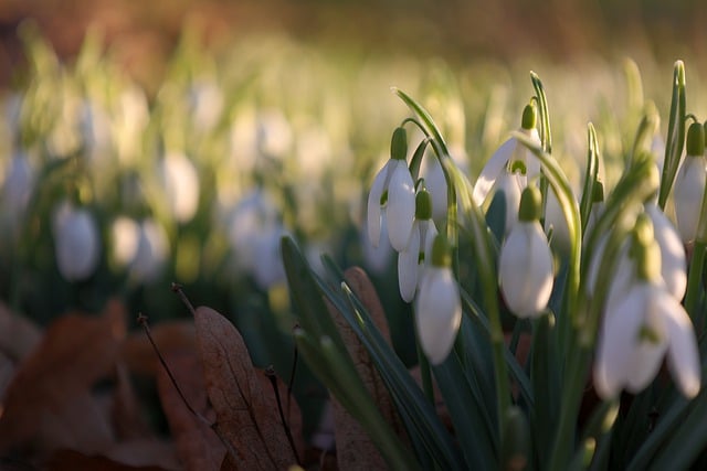 Free download snowdrop flower white flowers free picture to be edited with GIMP free online image editor