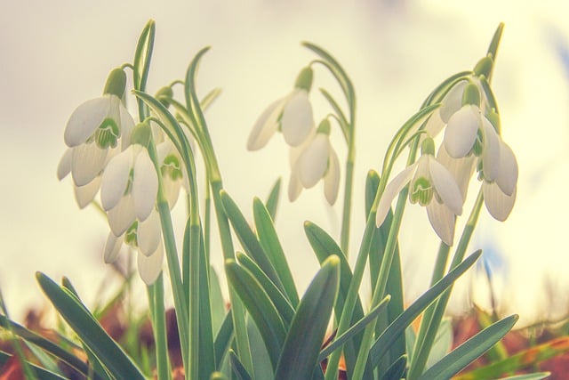 Free download snowdrop plants spring blossom free picture to be edited with GIMP free online image editor