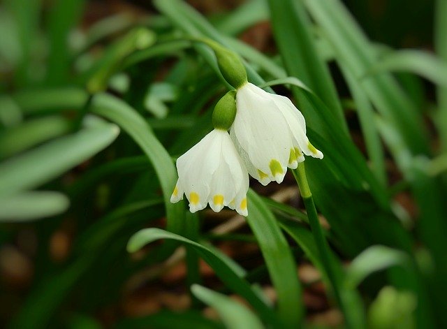 Free download Snowdrop Rubella Flowers -  free photo or picture to be edited with GIMP online image editor