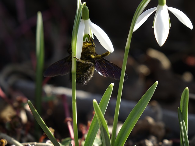 Free download snowdrops carpenter bee pollination free picture to be edited with GIMP free online image editor