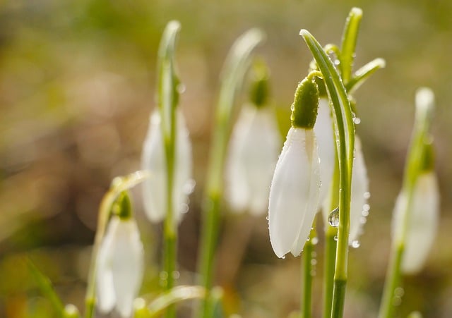 Free download snowdrops flowers dew drops flora free picture to be edited with GIMP free online image editor