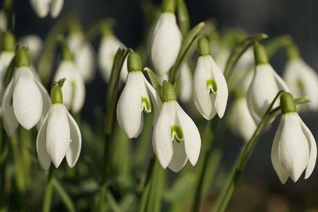 Free download snow drops flowers flora forest free picture to be edited with GIMP free online image editor