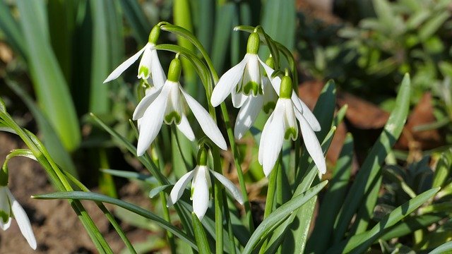 Free download Snowdrops Flowers Spring -  free photo or picture to be edited with GIMP online image editor