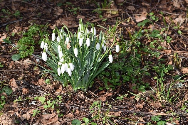 Free download Snowdrops Our Characters -  free photo or picture to be edited with GIMP online image editor