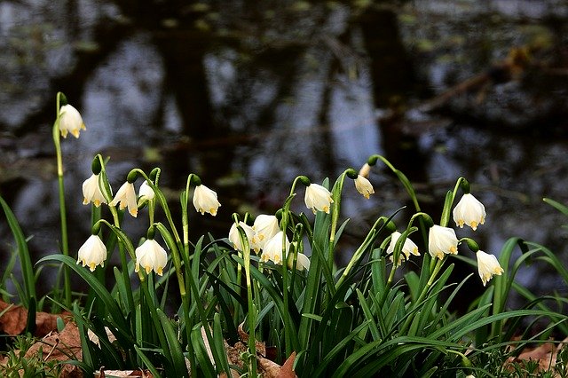 Free download Snowdrops Pond White -  free photo or picture to be edited with GIMP online image editor