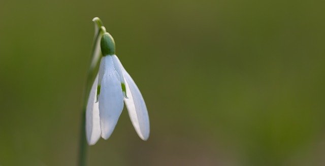 Free download Snowdrop Spring Flower -  free photo or picture to be edited with GIMP online image editor