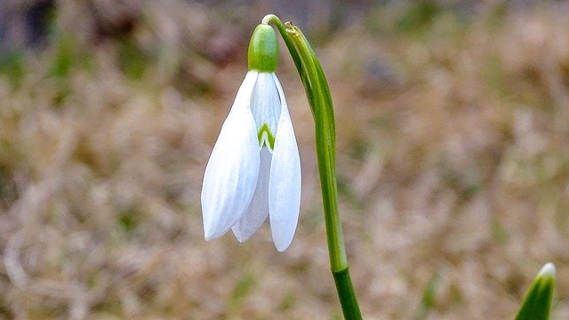 Free download Snowdrop Spring Nature -  free photo or picture to be edited with GIMP online image editor