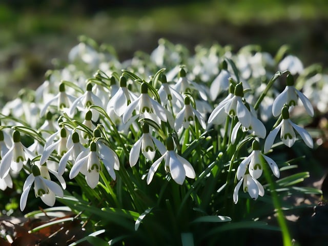 Free download snowdrops white flowers flowers free picture to be edited with GIMP free online image editor