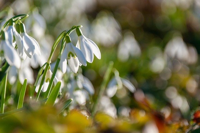 Free download snowdrop white flowers wildflowers free picture to be edited with GIMP free online image editor