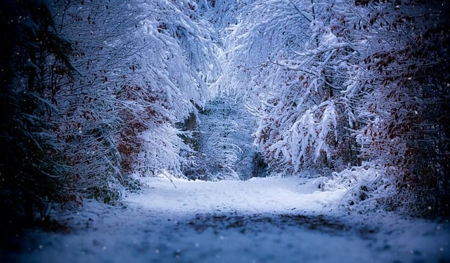 Free download snowfall snow forest winter free picture to be edited with GIMP free online image editor