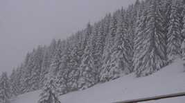 Free download Snow Fir Winters -  free video to be edited with OpenShot online video editor