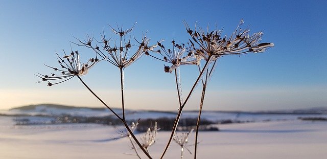 Free download Snow Flower Winter -  free photo or picture to be edited with GIMP online image editor