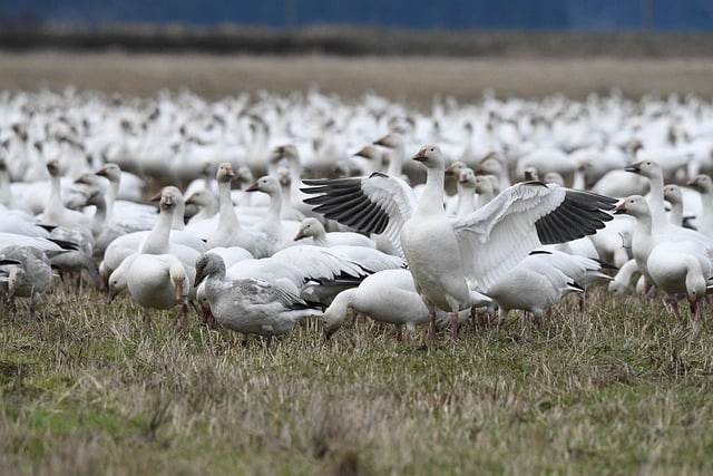 Free download snow geese birds flock animals free picture to be edited with GIMP free online image editor