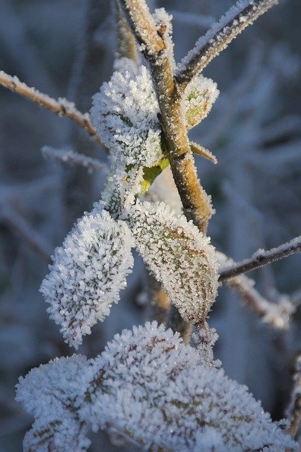 Free download Snow Hoarfrost Winter -  free photo or picture to be edited with GIMP online image editor