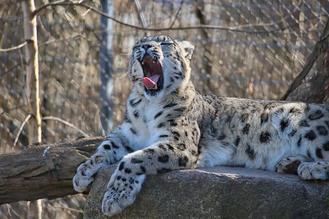 Free download snow leopard big cat predator free picture to be edited with GIMP free online image editor