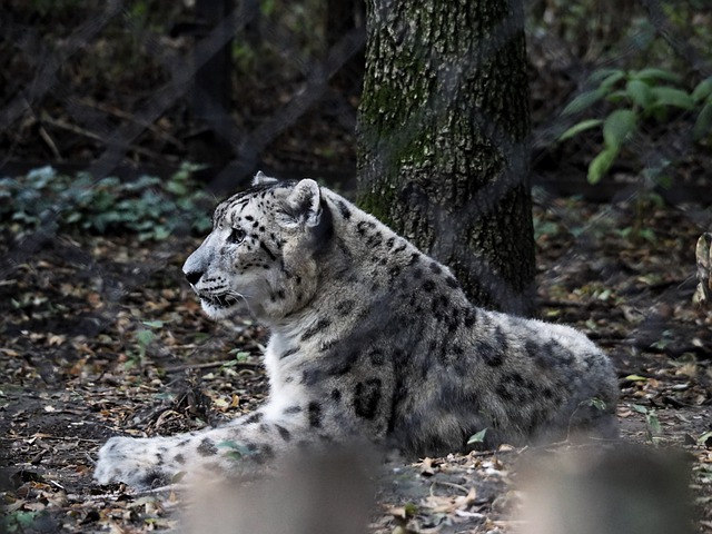 Free download snow leopard panther lies zoo cat free picture to be edited with GIMP free online image editor