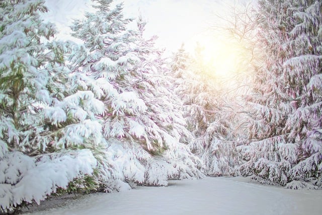 Free download snow pine trees pine grove scene free picture to be edited with GIMP free online image editor