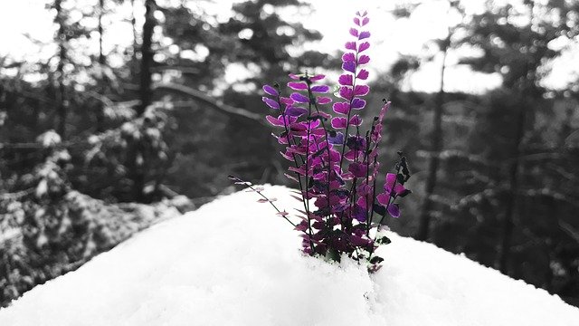 Free download Snow Purple Winter -  free photo or picture to be edited with GIMP online image editor