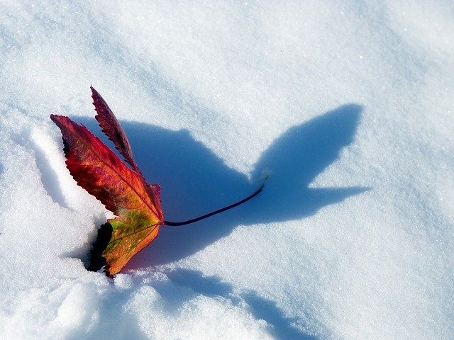 Free download Snow Red Maple -  free photo or picture to be edited with GIMP online image editor