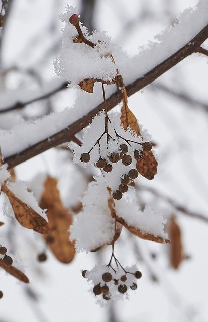 Free download Snow Snowflake Berry -  free photo or picture to be edited with GIMP online image editor