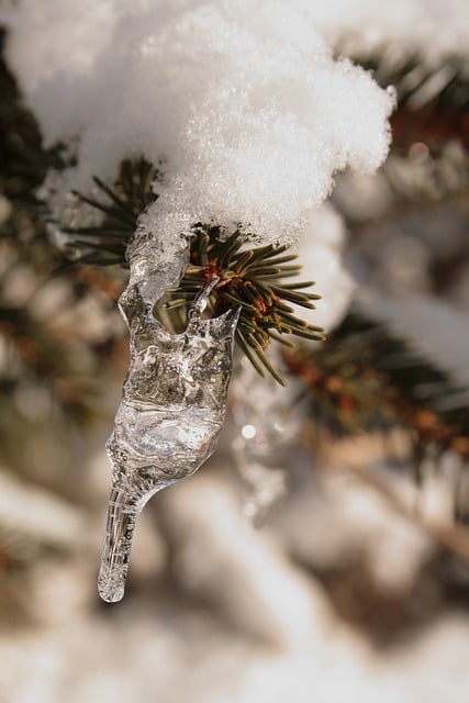 Free download snow spruce branch winter ice free picture to be edited with GIMP free online image editor