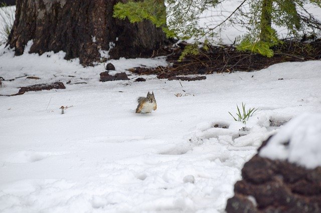 Free download Snow Squirrel Animal -  free photo or picture to be edited with GIMP online image editor