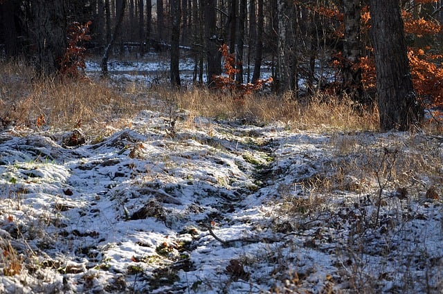 Free download snow trees path forest cold grass free picture to be edited with GIMP free online image editor