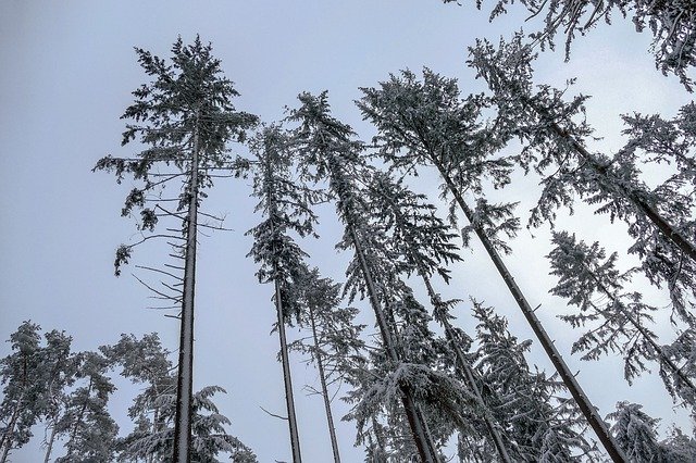 Free download Snow Trees Winter free photo template to be edited with GIMP online image editor