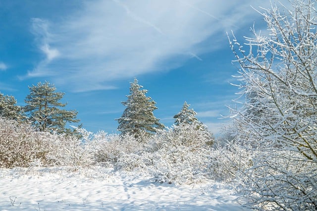 Free download snow trees winter landscape frost free picture to be edited with GIMP free online image editor