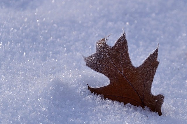 Free download snow winter leaf nature leaves free picture to be edited with GIMP free online image editor