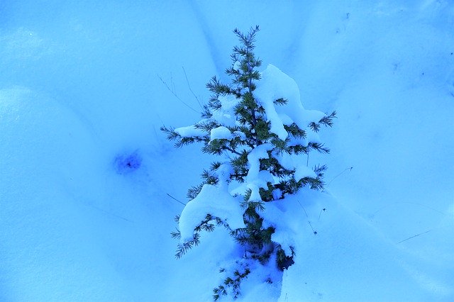 Free download Snow Winter Pine -  free photo or picture to be edited with GIMP online image editor