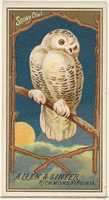 Free download Snowy Owl, from the Birds of America series (N4) for Allen & Ginter Cigarettes Brands free photo or picture to be edited with GIMP online image editor