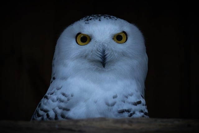 Free download snowy owl polar owl arctic darkness free picture to be edited with GIMP free online image editor