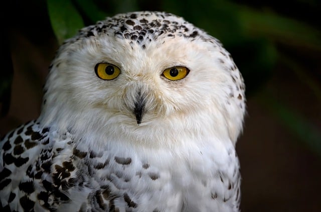 Free download snowy owl polar owl white owl owl free picture to be edited with GIMP free online image editor