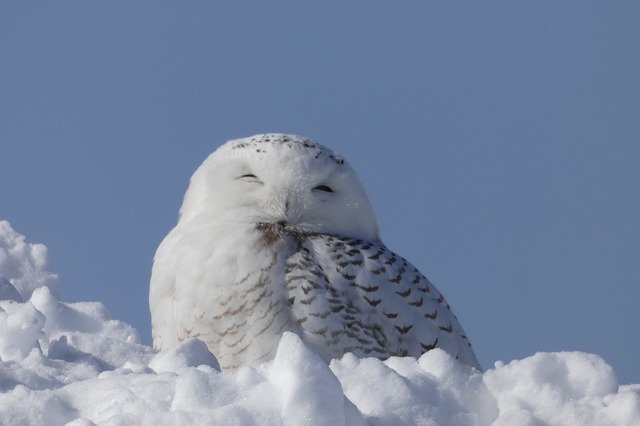 Free download Snowy Owl Snow Animal -  free photo or picture to be edited with GIMP online image editor