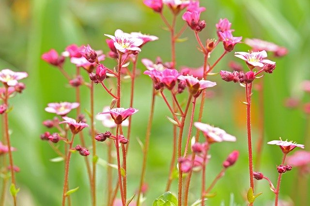 Free download Soapwort Spring Flower Stone Bed -  free photo or picture to be edited with GIMP online image editor