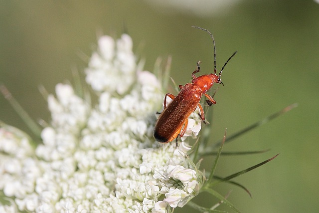 Free download soft beetle insect plant free picture to be edited with GIMP free online image editor