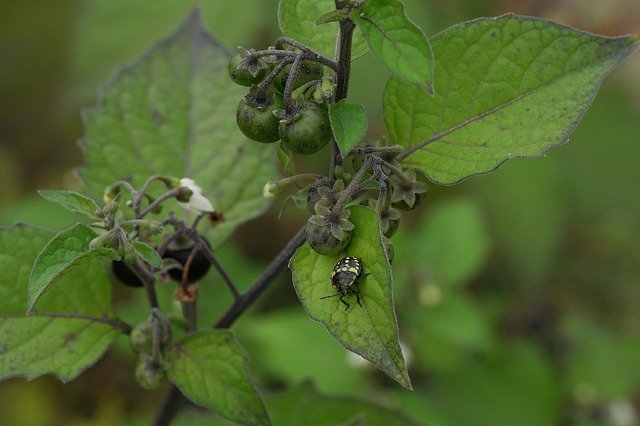 Free download Solanum Nigrum Black Night Shade -  free photo or picture to be edited with GIMP online image editor