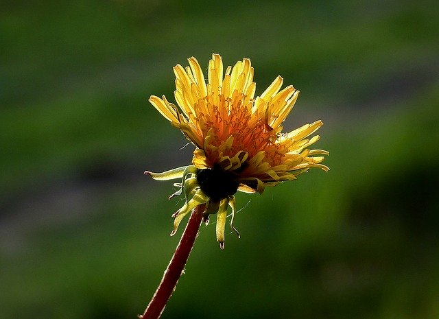 Free download Sonchus Oleraceus Flower Nature -  free photo or picture to be edited with GIMP online image editor