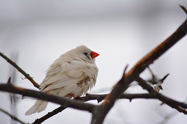 Free download Songbird Nature Winter -  free photo or picture to be edited with GIMP online image editor