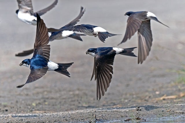 Free download songbird swallows flour martins free picture to be edited with GIMP free online image editor