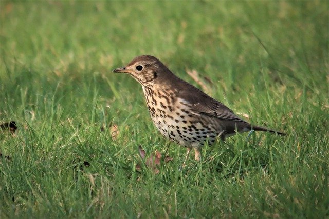 Free download song thrush new zealand bird free picture to be edited with GIMP free online image editor